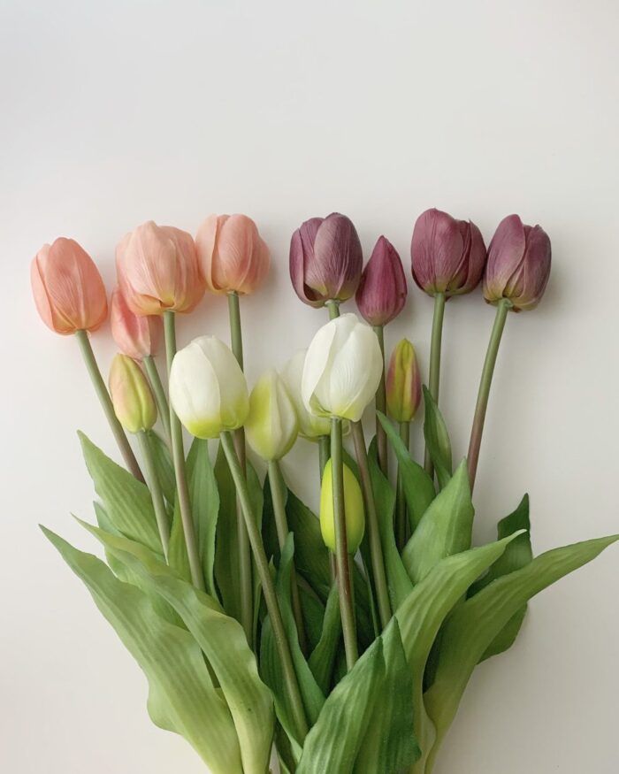 しっとりチューリップ - 画像 (2)