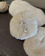 white round coral - 画像 (3)