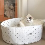 candy white dot pet bed