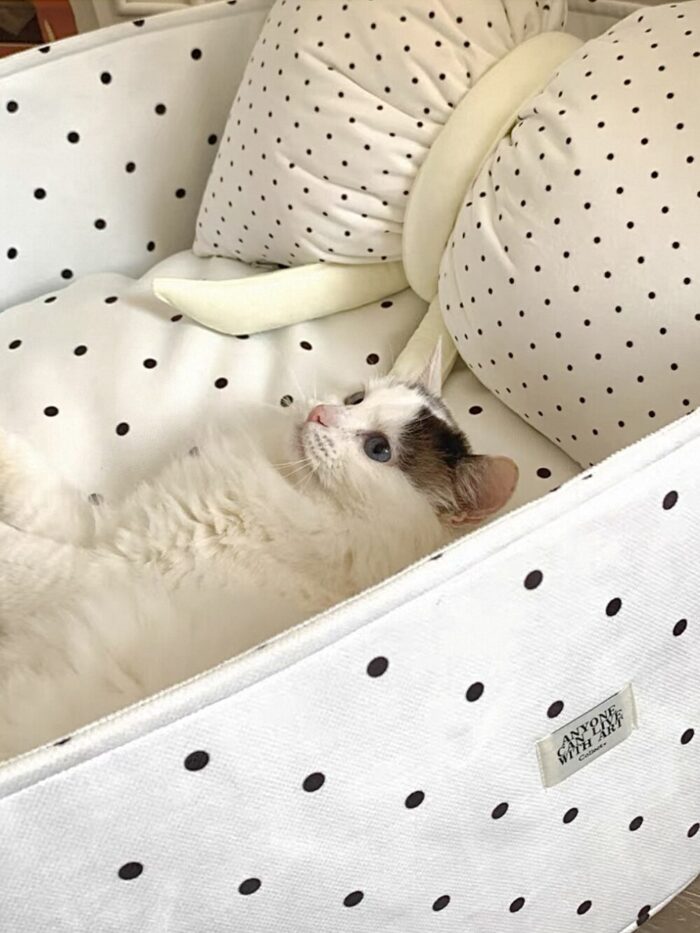 candy white dot pet bed - 画像 (5)