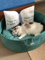 candy olive pet bed - 画像 (3)