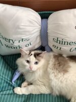 candy olive pet bed - 画像 (4)