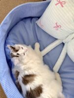 candy baby blue pet bed - 画像 (5)
