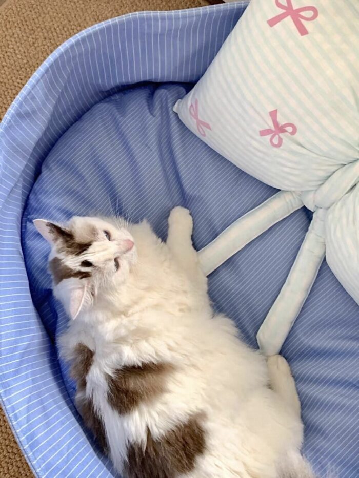 candy baby blue pet bed - 画像 (5)