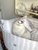 candy blueberry pet bed - 画像 (3)