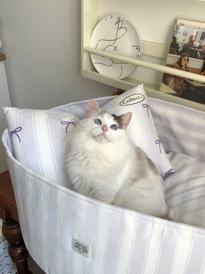 candy blueberry pet bed - 画像 (3)