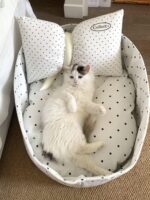 candy white dot pet bed - 画像 (3)