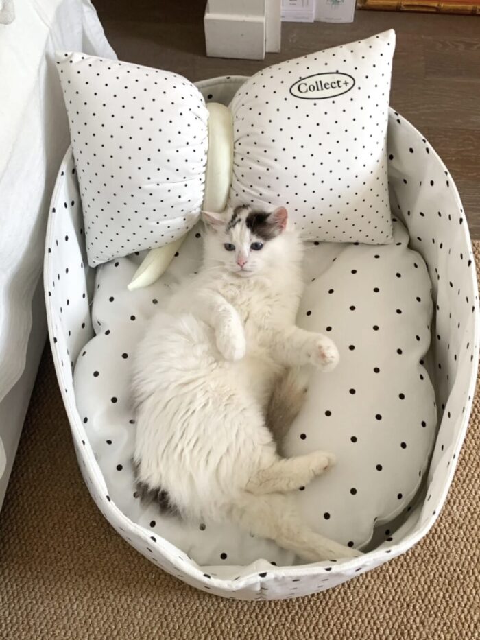 candy white dot pet bed - 画像 (3)