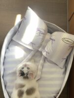 candy blueberry pet bed - 画像 (7)