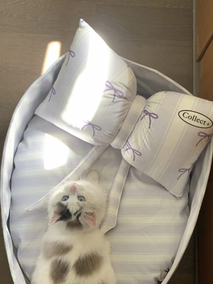 candy blueberry pet bed - 画像 (7)