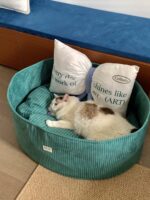 candy olive pet bed - 画像 (2)