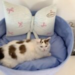 candy baby blue pet bed