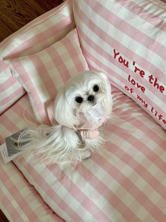 peach check pet bed - 画像 (8)