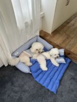 stripe ribbon pet bed - 画像 (4)