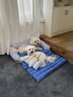 stripe ribbon pet bed - 画像 (3)
