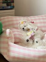 peach check pet bed - 画像 (13)