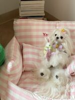 peach check pet bed - 画像 (11)