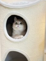 cozy petit cat tower - 画像 (3)