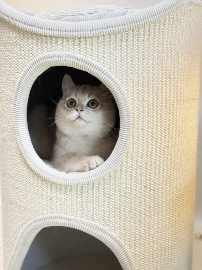 cozy petit cat tower - 画像 (3)