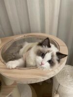 rattan cream cat tower - 画像 (4)