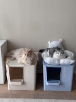 meoof cat toilet - 画像 (25)