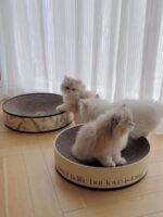 glace cat scratcher - 画像 (7)