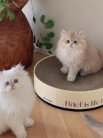 glace cat scratcher - 画像 (3)