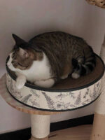 glace cat scratcher - 画像 (4)