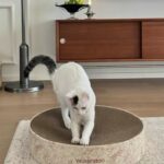 floral cat scratcher