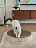 floral cat scratcher