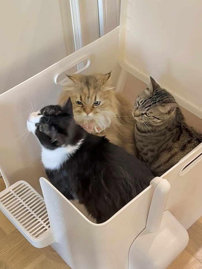 meoof cat toilet - 画像 (12)