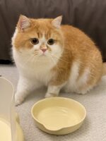 pastel double food bowl - 画像 (9)