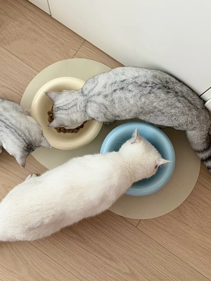 mush food bowl - 画像 (9)