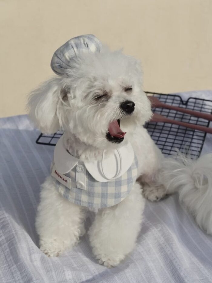 baby patissier pet wear - 画像 (12)