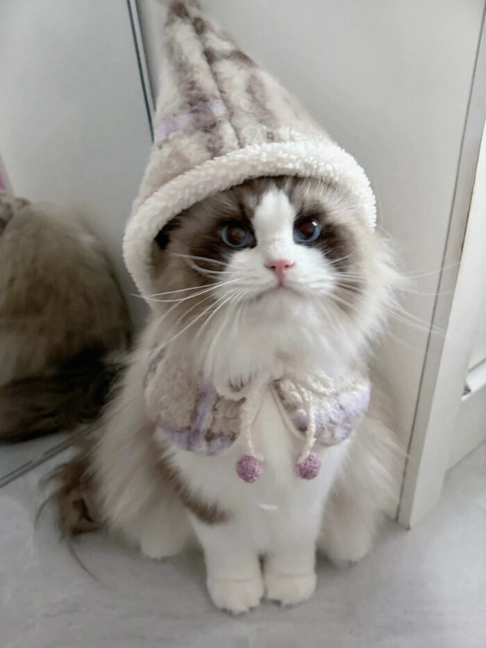 IMG_9431 milky lilac pet wear - 画像 (2)