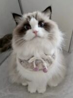 milky lilac pet wear - 画像 (9)