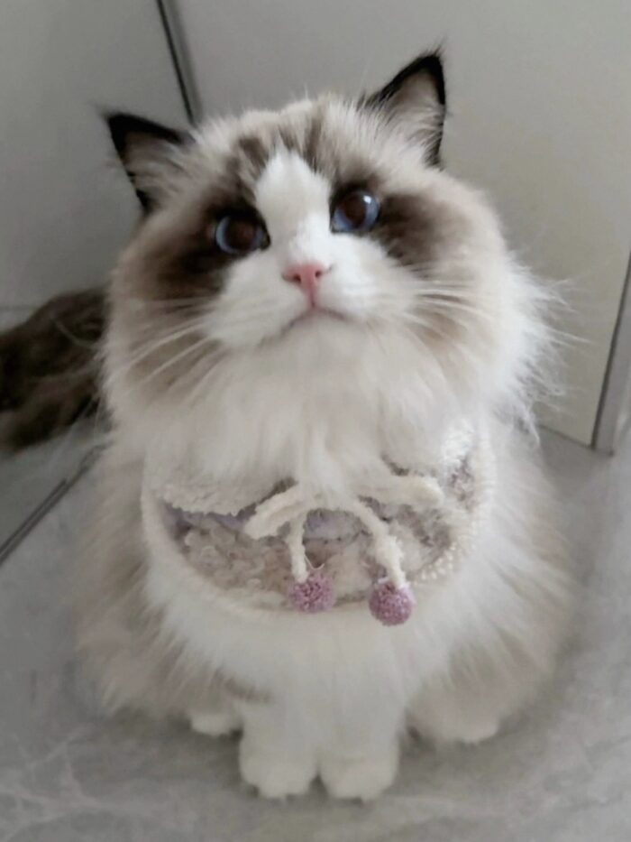 IMG_9434 milky lilac pet wear - 画像 (9)