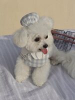 baby patissier pet wear - 画像 (11)