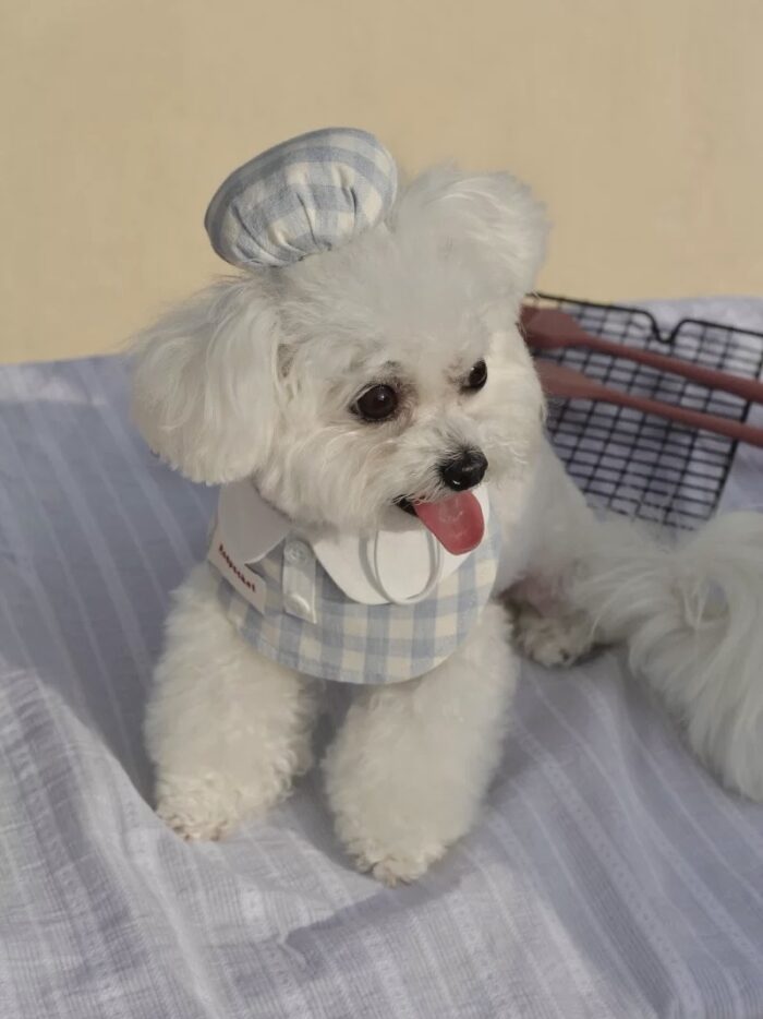 baby patissier pet wear - 画像 (11)