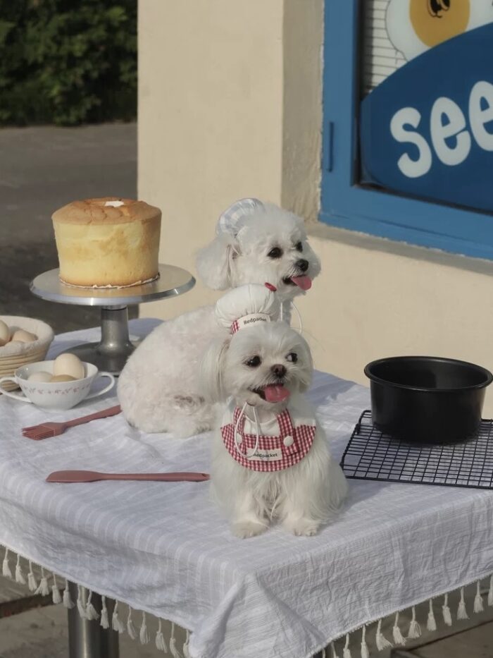 baby patissier pet wear - 画像 (13)