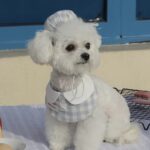 baby patissier pet wear