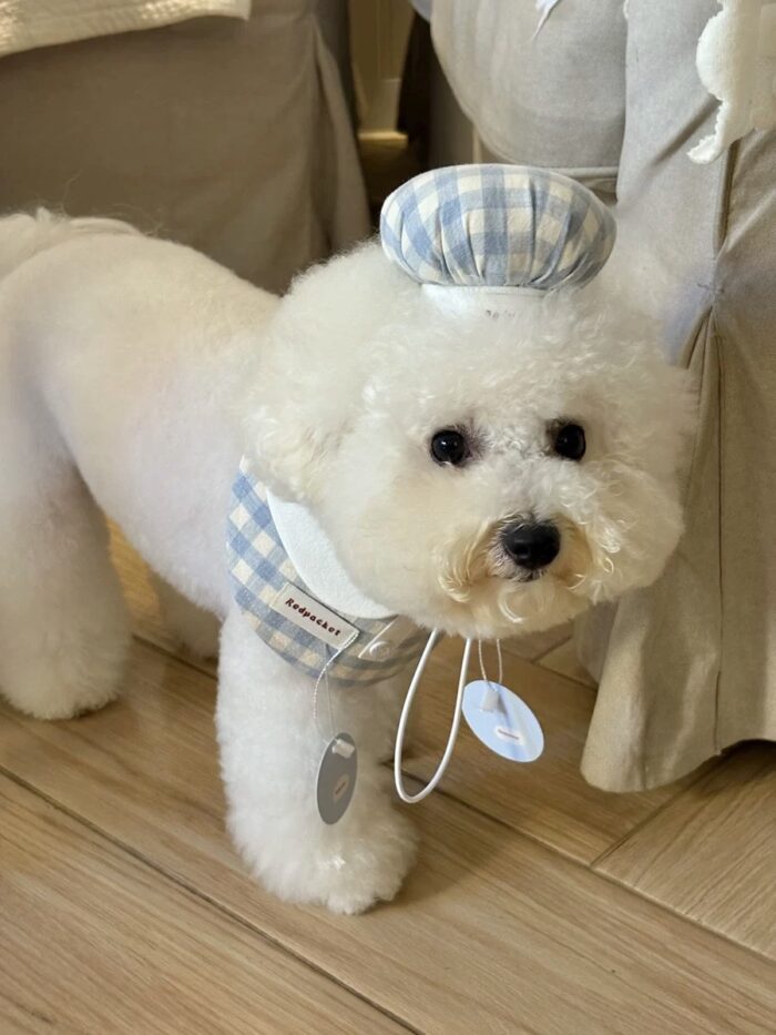 baby patissier pet wear - 画像 (3)
