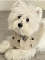 moody trench pet wear - 画像 (12)