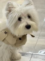 moody trench pet wear - 画像 (11)