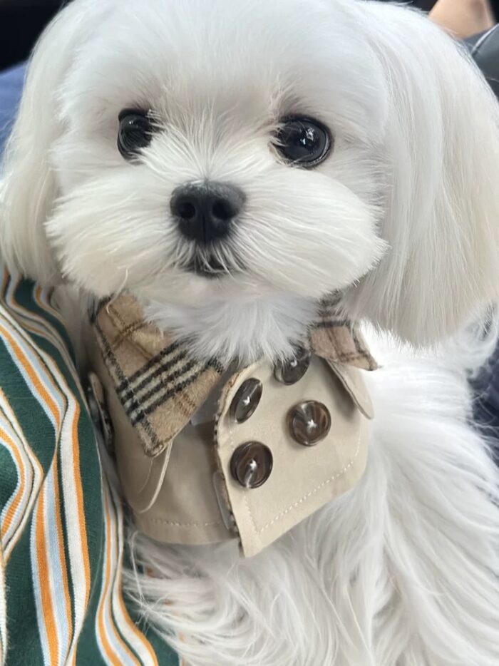 moody trench pet wear - 画像 (8)