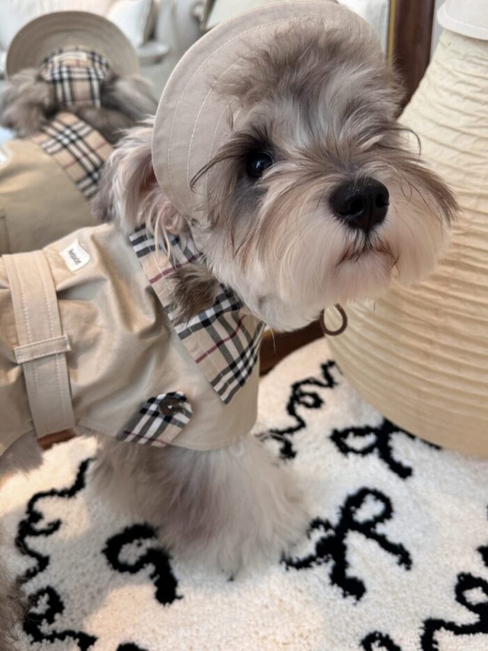 moody trench pet wear - 画像 (9)