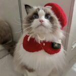 carol bonbon pet wear