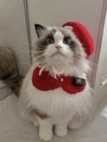 carol bonbon pet wear