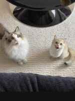 soft velvet carpet - 画像 (3)