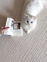 cozy vanilla carpet - 画像 (6)